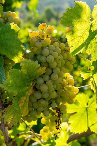 Vineyard with growing white wine grapes in Lazio, Italy, chardonnay and malvasia grapes - Photo, Image