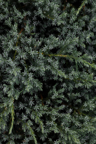 πράσινο κωνοφόρο φόντο κατακόρυφα - Φωτογραφία, εικόνα