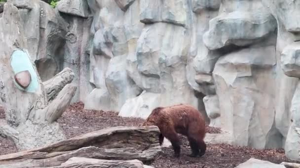 Medvědi na plošině v zoo za sklenicí. Medvěd hnědý nebo obyčejný medvěd, savec z medvědí rodiny, je jedním z největších suchozemských predátorů. - Záběry, video