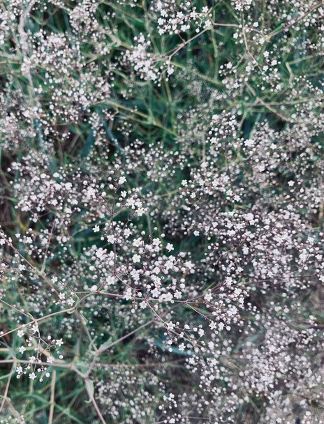 Virágos háttér motívum tapéta kis fehér virágok - cigány, Bristol tündér, babák lehelet, kermek növény csokrok dekoráció közeli - Fotó, kép