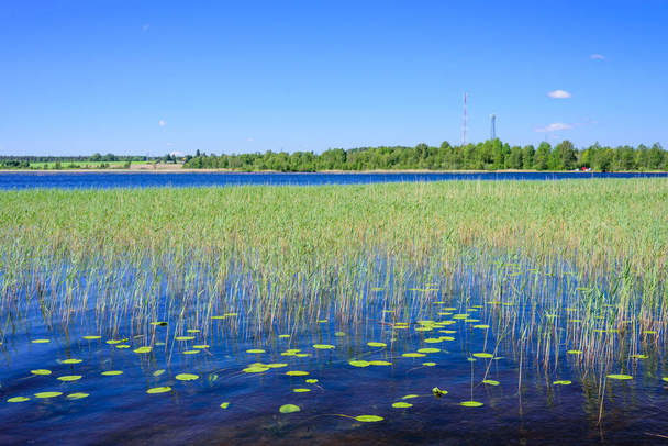 Malerische Küste des Otradnoje-Sees, Leningrader Gebiet, Russland - Foto, Bild