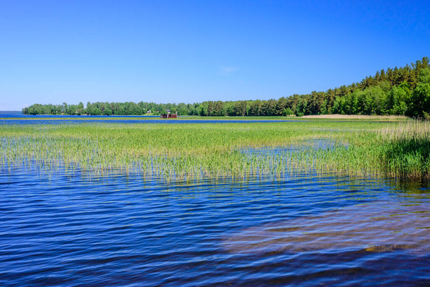 Живописное побережье Отрадного озера, Ленинградская область, Россия
 - Фото, изображение