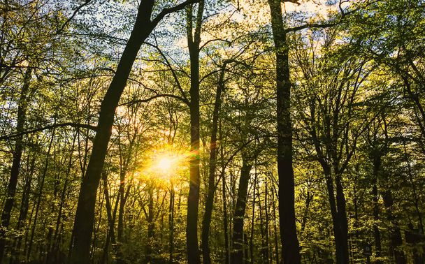 Весняний лісовий пейзаж на заході або сході сонця
 - Фото, зображення