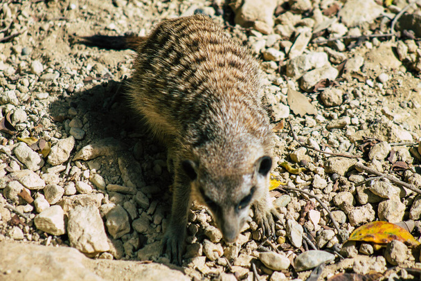 Vista de suricate o suricate, una pequeña mangosta que se encuentra en el sur de África. Se caracteriza por una cabeza ancha, ojos grandes, un hocico puntiagudo, piernas largas, una cola cónica delgada y un patrón de pelaje brindled
 - Foto, imagen