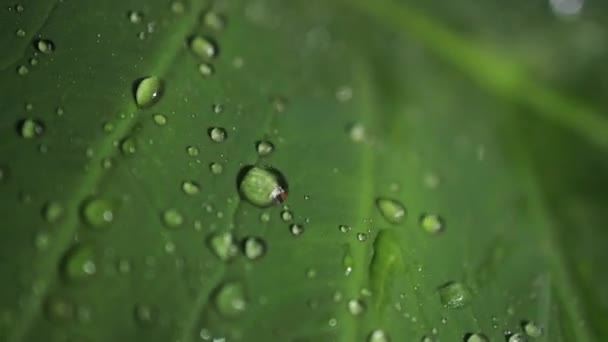 Makro snímek zelených listů s kapky rosy vody nad. Podzimní koncept, Les, stromy, Les, déšť, čerstvosti - Záběry, video