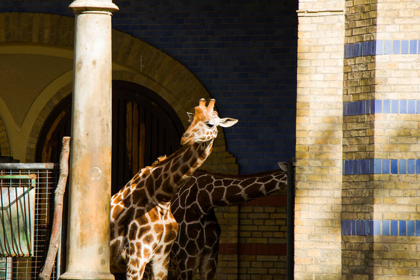 Retrato de girafa no zoológico de Berlim, Alemanha
. - Foto, Imagem