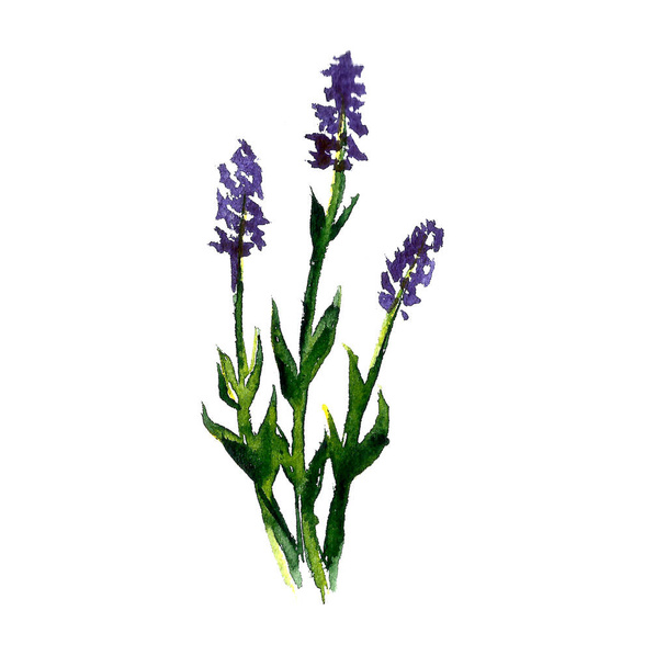 Watercolor illustration of lavender flowers. Hand drawn wildflowers isolated on white background. Floral element for fresh summer design. - Foto, Bild