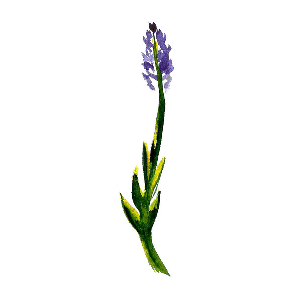 Watercolor illustration of lavender flowers. Hand drawn wildflowers isolated on white background. Floral element for fresh summer design. - Photo, image