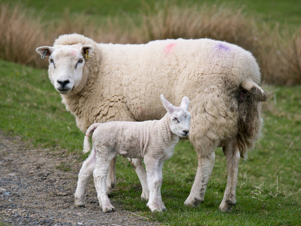 イギリス、カンブリア州の春の羊の養殖 - 写真・画像