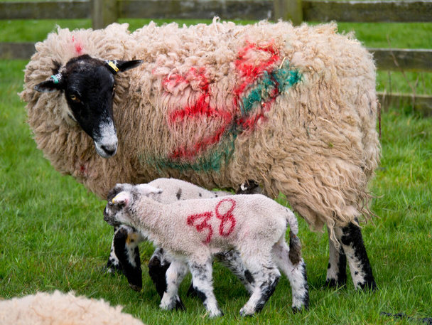 Ganadería ovina en primavera en Cumbria, Inglaterra, Reino Unido
 - Foto, Imagen