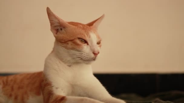 Portret czerwono-białego kota wygląda jak w domu. Domowy zwierzak odpoczywający, wybiórczy skupienie. - Materiał filmowy, wideo