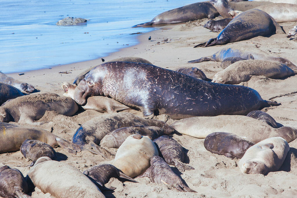 Elephant Seals in Californië Verenigde Staten - Foto, afbeelding