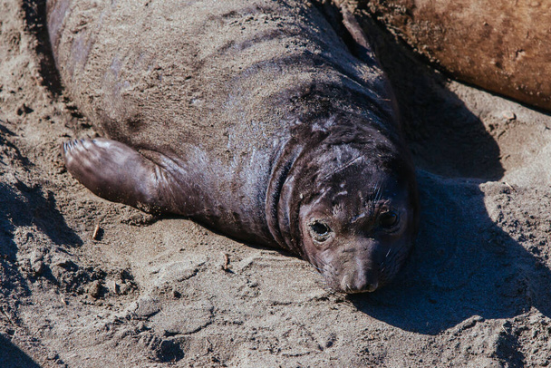 Elephant Seals Kaliforniassa Yhdysvalloissa - Valokuva, kuva