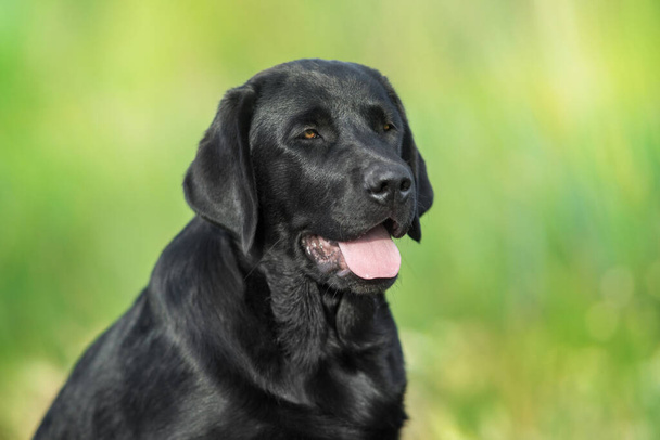 Black labrador retriever dog portrait in summer meadow - Photo, Image