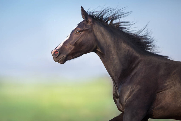Retrato de caballo negro en movimiento
 - Foto, Imagen