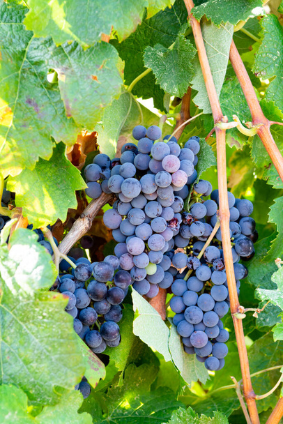 Szőlő ültetvény szőlőültetvény, termelő vörösbor szőlő Olaszországban, Sirah, Petit Verdot, Cabernet Sauvignon szőlő - Fotó, kép