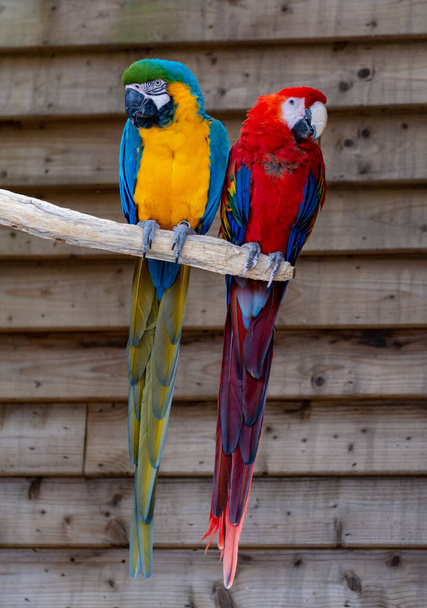 顎の緋色と青と黄色のオウム、尾の長いカラフルなエキゾチックな鳥が閉じます - 写真・画像