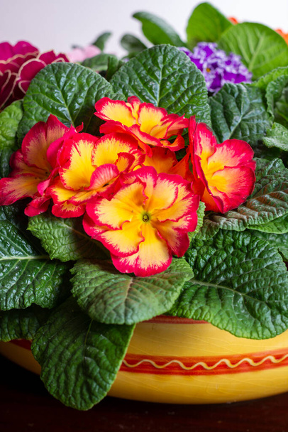 Κήπος λειτουργεί την άνοιξη, πολύχρωμα λουλούδια primula κοντά - Φωτογραφία, εικόνα
