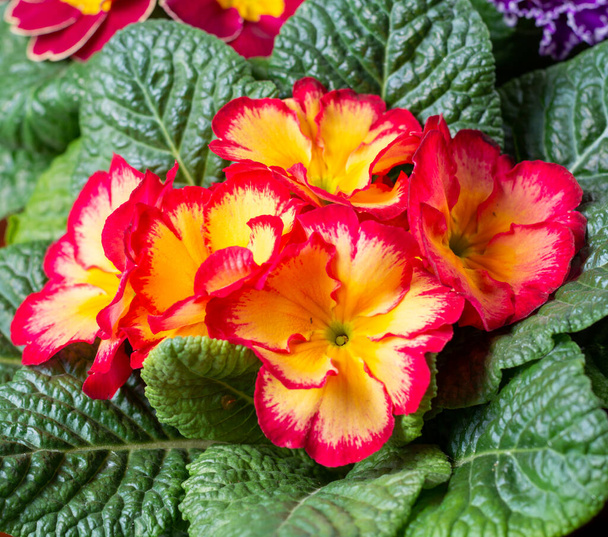 Tuin werkt in het voorjaar, veelkleurige primula bloemen close-up - Foto, afbeelding