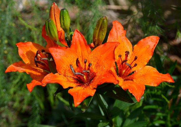 Oranssi lilja vesipisaroilla sen terälehdissä - Valokuva, kuva