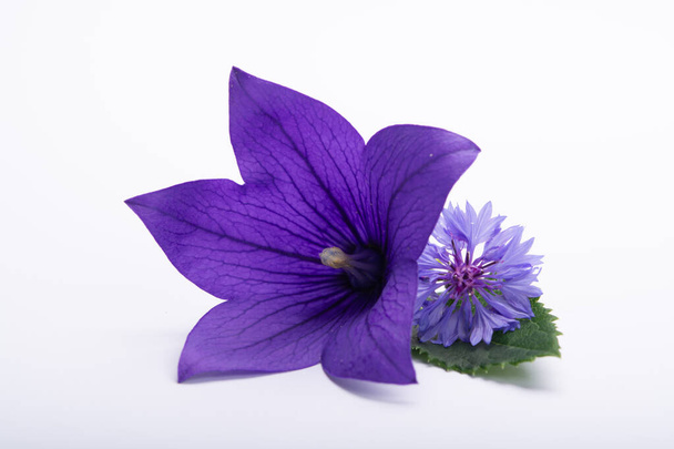 Flor de campana púrpura y acianos púrpura de cerca, aislado en el espacio de copia de fondo blanco
 - Foto, Imagen
