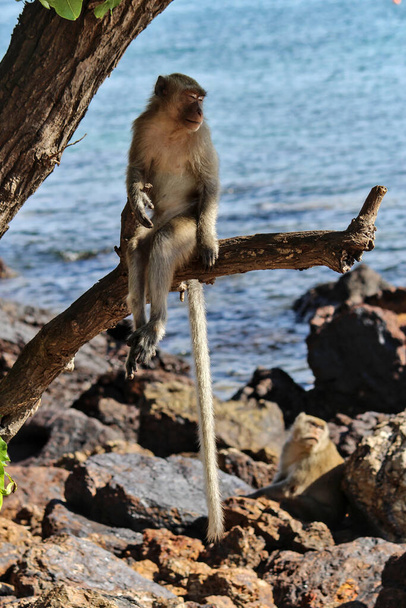 Małpa długoogonowa siedząca na gałęzi nad morzem w Ko Lan, prowincja Chonburi - Zdjęcie, obraz