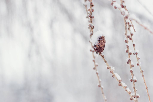 Прекрасна зимова сцена з маленьким конусом на гілці модрини
 - Фото, зображення