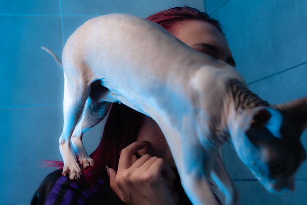 Ritratto di una ragazza con un animale domestico. Ragazza e gatto senza peli sfinge
. - Foto, immagini