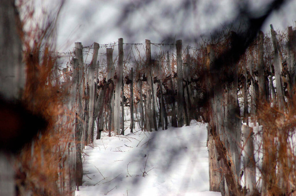 czas zimowy w winnicy, pokryty śniegiem krajobraz i goła winorośl - Zdjęcie, obraz