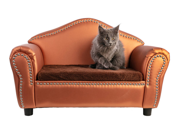 Young grey maine coon cat on a little orange sofa on a white background - Fotografie, Obrázek