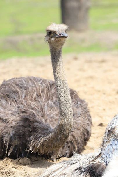 WROCLAW, POLAND - JUNE 09, 2020: Common ostrich (Struthio camelus) is the largest bird in the world. ZOO in Wroclaw, Poland. - Фото, зображення