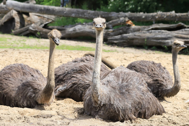 WROCLAW, POLAND - JUNE 09, 2020: Common ostrich (Struthio camelus) is the largest bird in the world. ZOO in Wroclaw, Poland. - 写真・画像