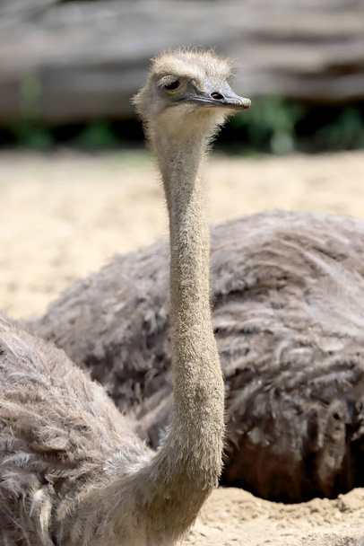 WROCLAW, POLAND - JUNE 09, 2020: Common ostrich (Struthio camelus) is the largest bird in the world. ZOO in Wroclaw, Poland. - Photo, image