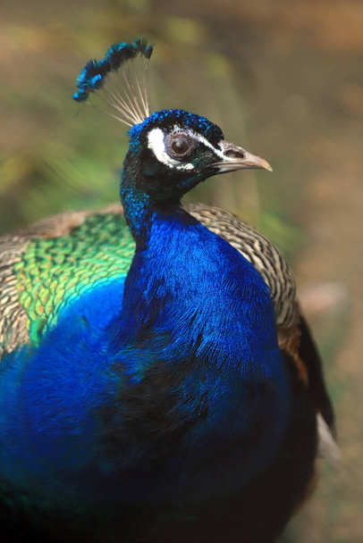 WROCLAW, POLAND - JUNE 09, 2020: The Indian peafowl (Pavo cristatus), also known as the common peafowl, and blue peafowl. ZOO in Wroclaw, Poland. - Photo, Image