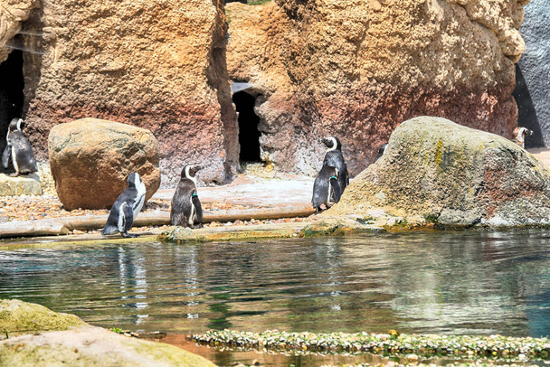 WROCLAW, POLAND - JUNE 09, 2020: Penguins (Sphenisciformes, family Spheniscidae) are a group of aquatic flightless birds. Penguin is highly adapted for life in the water. ZOO in Wroclaw, Poland. - Foto, Imagen