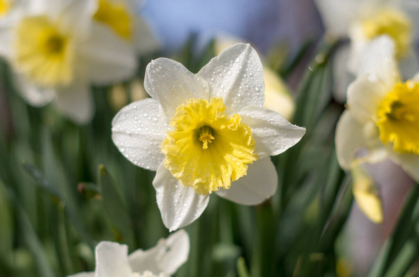 Daffodils květina v ranním slunci - Fotografie, Obrázek