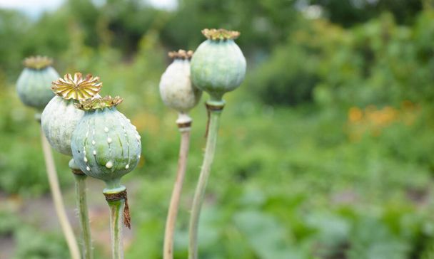 Opium mák termesztése és termesztése Afganisztánban. Zöld éretlen mákfej. - Fotó, kép