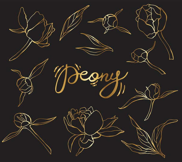 Peonies. Collection of linear flowers and lettering. Flowers, leaves and buds. Stock illustration. - Vector, Image
