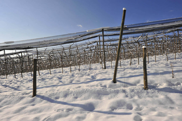 czas zimowy w winnicy, pokryty śniegiem krajobraz i goła winorośl - Zdjęcie, obraz