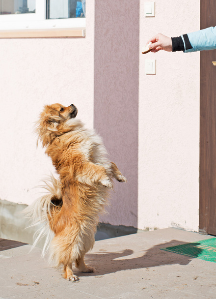 Собака прыгает за едой
 - Фото, изображение
