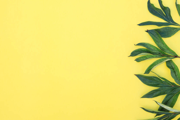 Green peony leaves on a yellow background. Composition of leaves. Spring background. Flat lay. Space for text. - Φωτογραφία, εικόνα