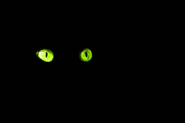 Cat's eyes isolated on black background. - Photo, Image