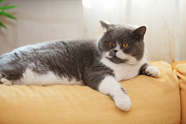 Beautiful furry fat cat with yellow eyes on a sofa at home - Zdjęcie, obraz