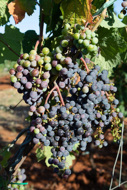 ブドウ畑でのブドウ栽培、イタリアでの赤ワインブドウ栽培、シラー、プティ・ヴェルドット、カベルネ・ソーヴィニヨンのブドウ - 写真・画像