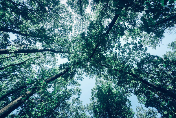 groene toppen van bomen en blauwe lucht - Foto, afbeelding