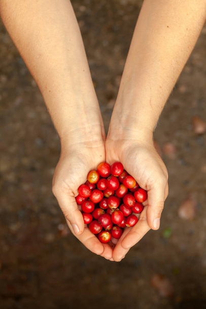 Manos que sostienen granos de café recién recogidos maduros - coffeea arabica
 - Foto, imagen