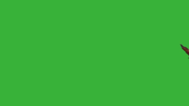 Verfilmung Echtzeit-Hand des asiatischen Mannes mit frischem Grill Hühnerflügel Stick isoliert auf Chroma-Schlüssel grünen Bildschirm Hintergrund. - Filmmaterial, Video