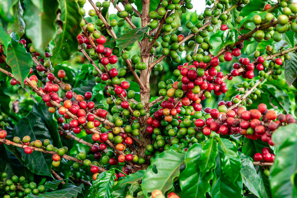 Koffiebonen op een tak van boom.Rode en groene arabica koffiebonen rijpen op boom in koffieplantage. - Foto, afbeelding