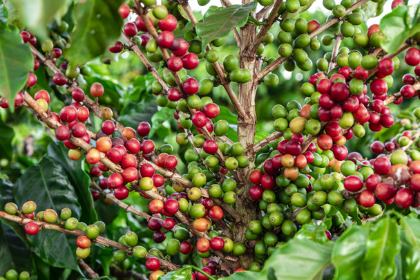 Grãos de café em um ramo de árvore. Grãos de café arábica vermelho e verde amadurecendo na árvore na plantação de café
. - Foto, Imagem