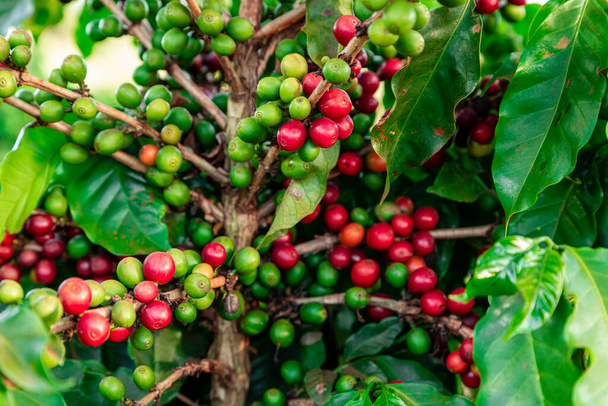 Kávébab egy faágon.Vörös és zöld arabica kávébab érlelés a fán a kávéültetvényen. - Fotó, kép